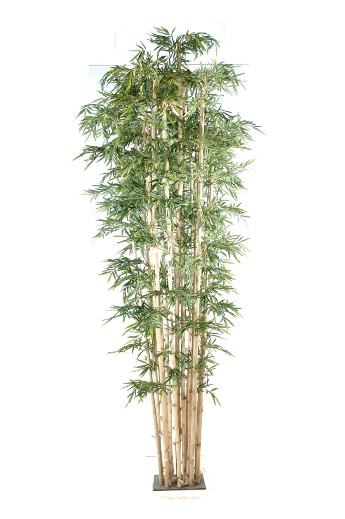 bamboo giant new scaled
