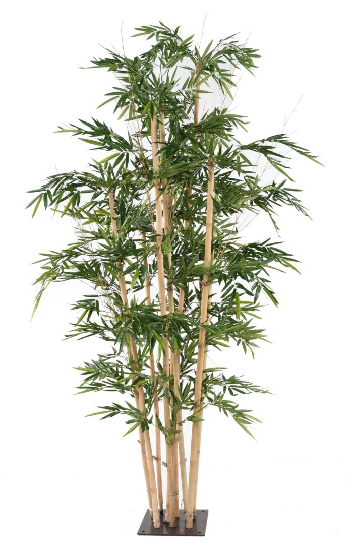 bamboo giant scaled