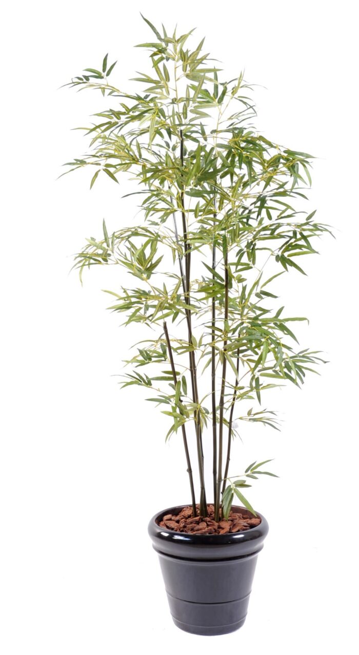 bamboo green s