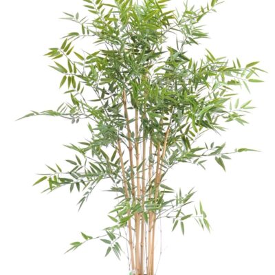 bamboo japanese plast uv 1