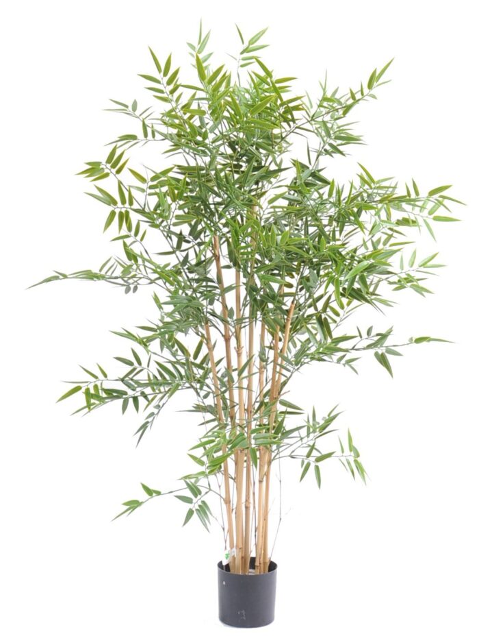 bamboo japanese plast uv 1