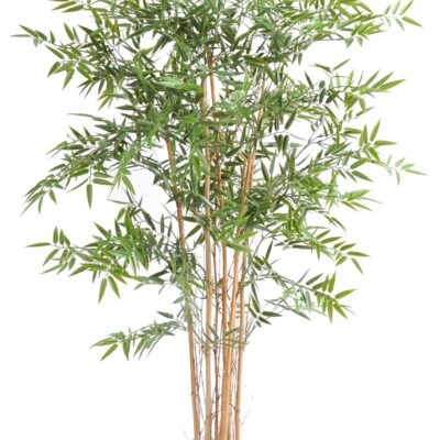 bamboo japanese plast uv 2