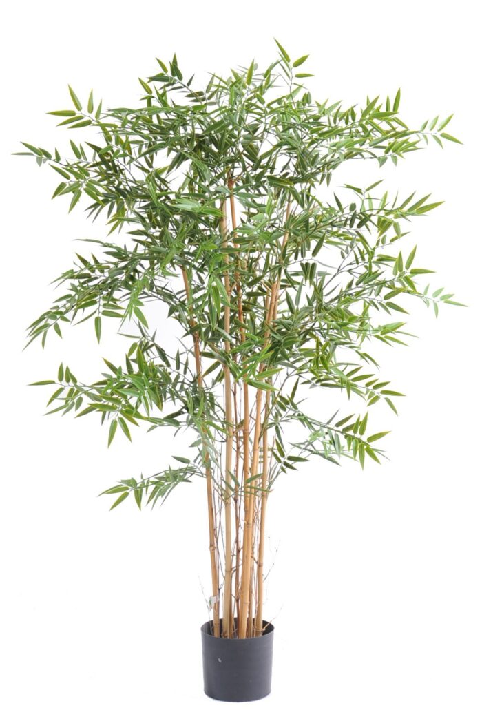bamboo japanese plast uv 2