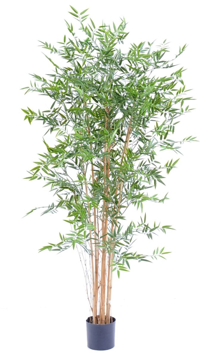 bamboo japanese plast uv 3