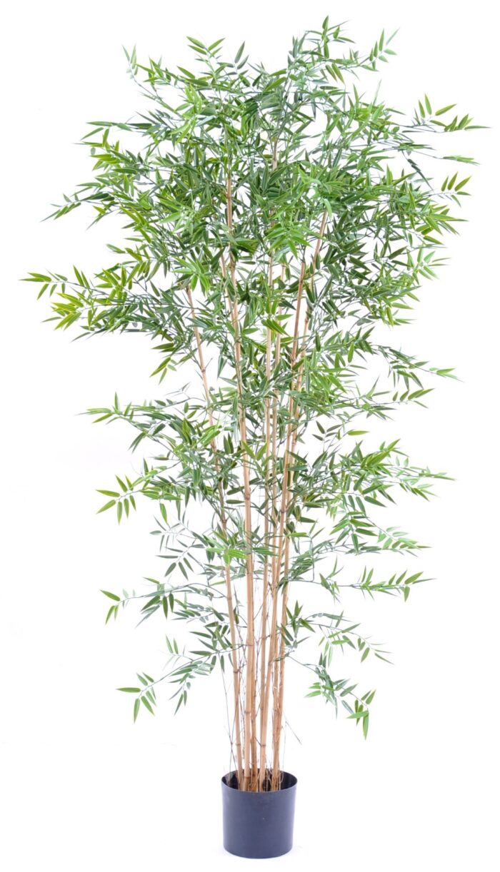 bamboo japanese plast uv 4
