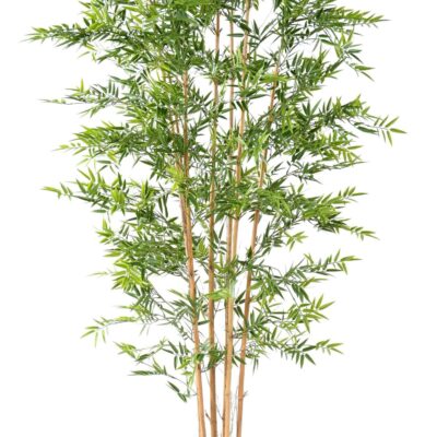 bamboo japanese plast uv 5 scaled