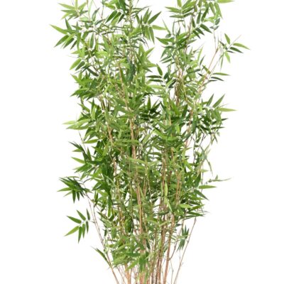 bamboo multitree oriental 3 scaled