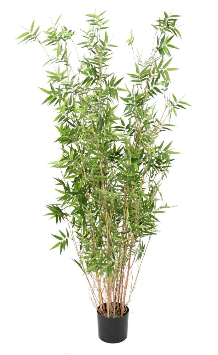 bamboo multitree oriental 3 scaled
