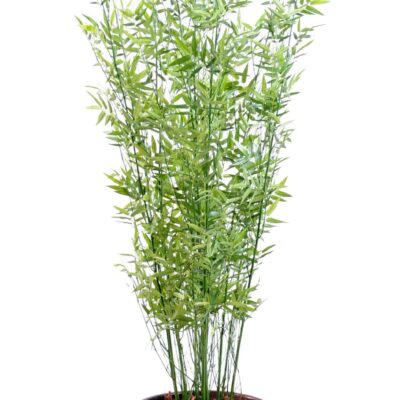 bamboo multitree oriental green