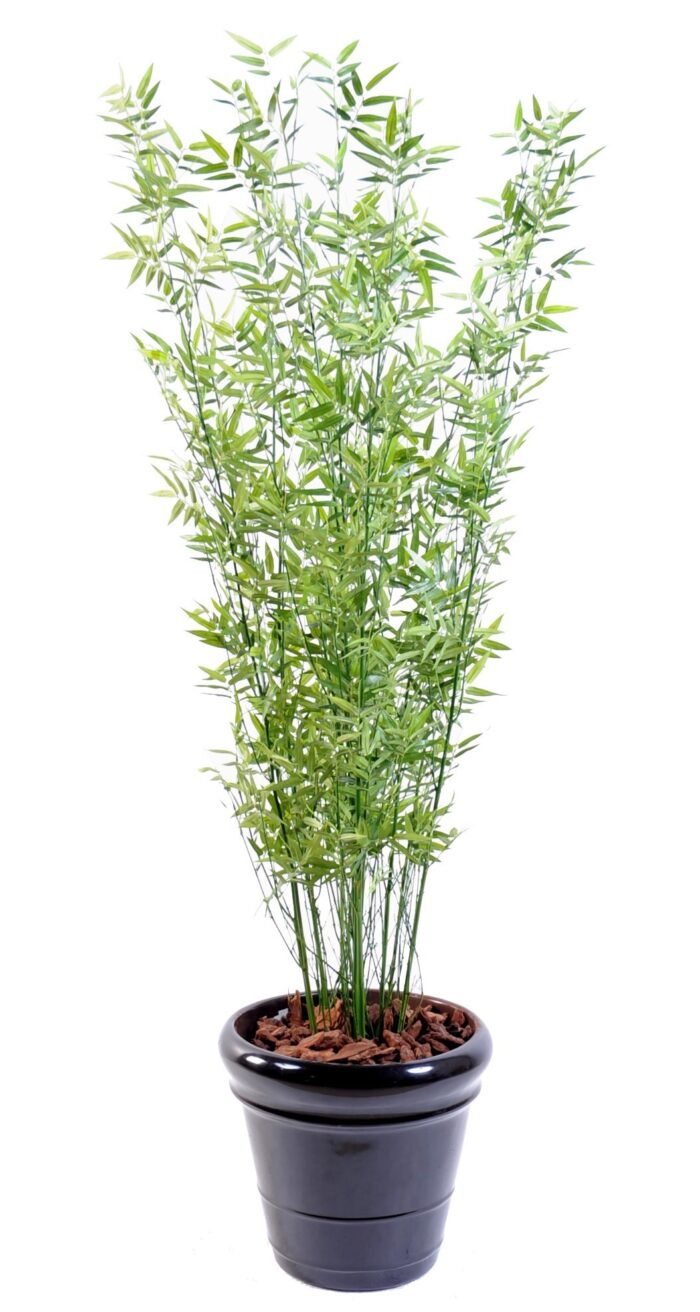 bamboo multitree oriental green