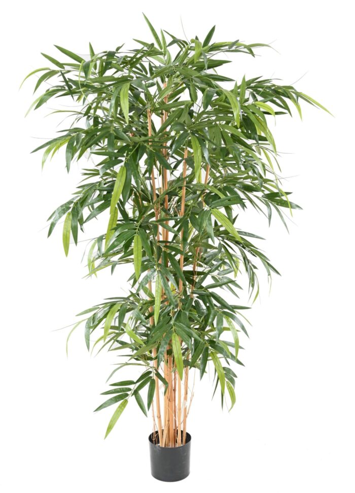 bamboo new 6 scaled