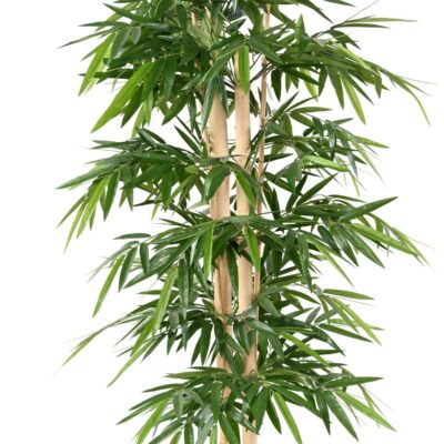 bamboo new big cannes 1 scaled