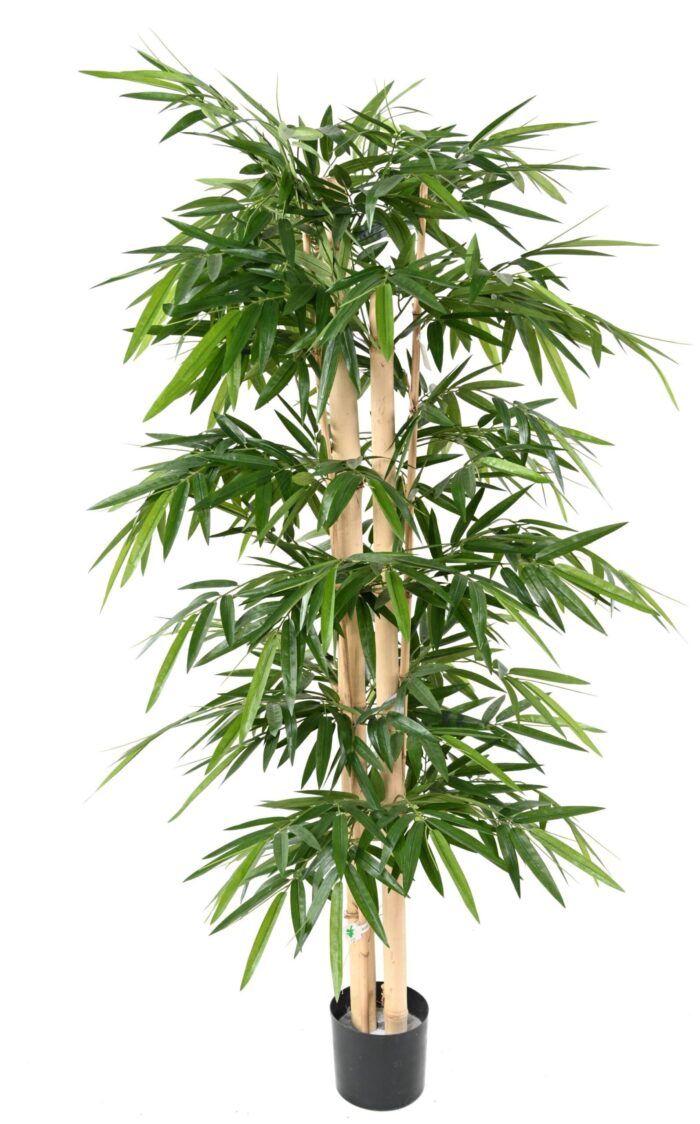 bamboo new big cannes 3 scaled