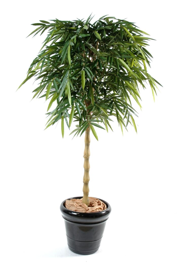 bamboo new buddha scaled