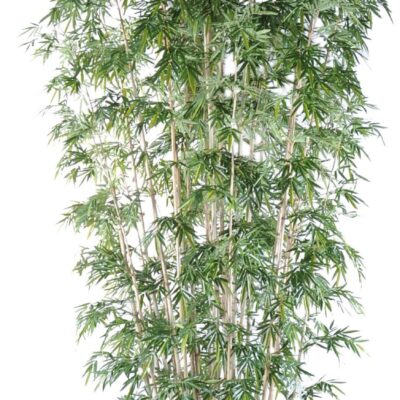 bamboo new giant luxury 1