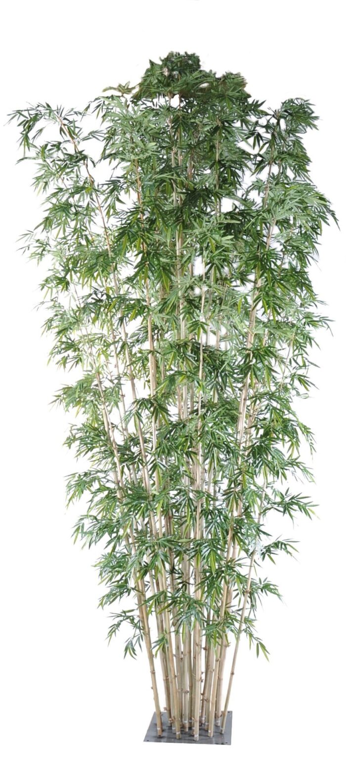 bamboo new giant luxury 1