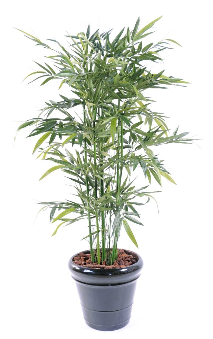 bamboo new green 1
