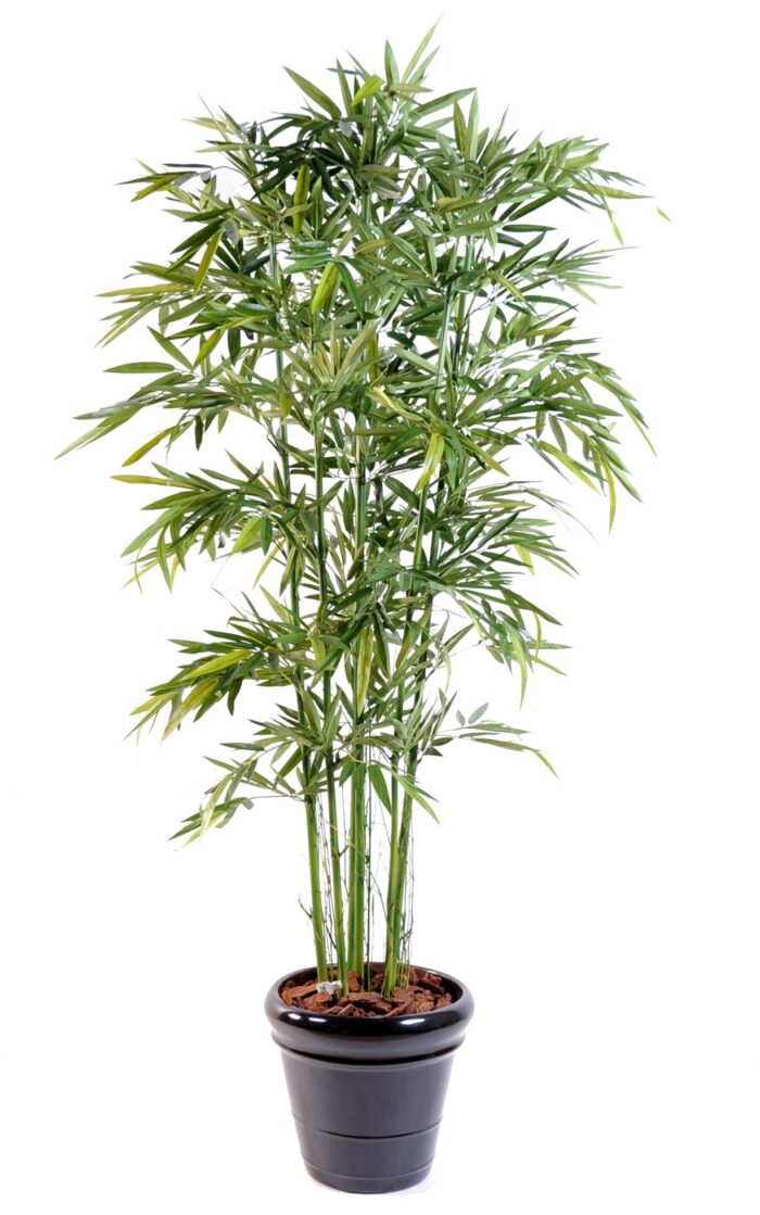 bamboo new green 3
