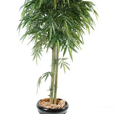 bamboo new head 3tr scaled