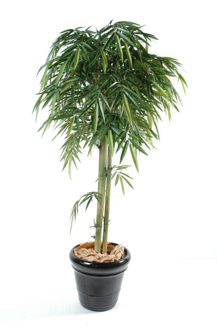 bamboo new head 3tr scaled