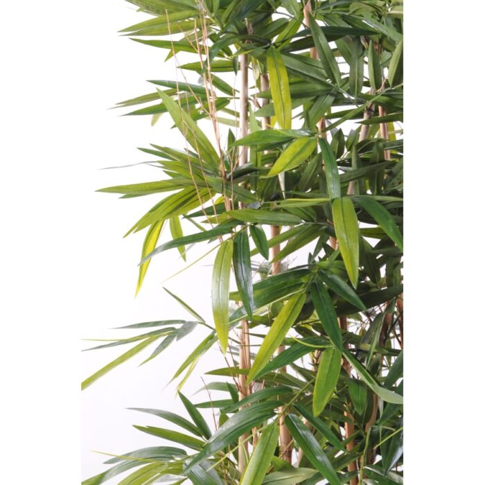 bamboo new hedge 2