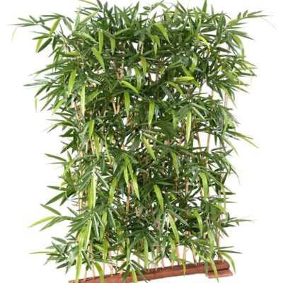 bamboo new hedge 3