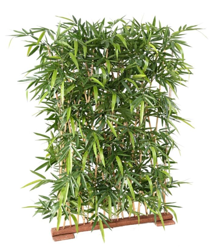 bamboo new hedge 3