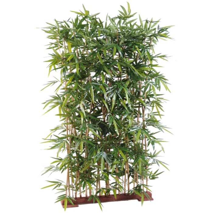 bamboo new hedge