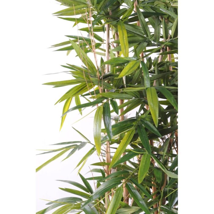 bamboo new hedge uv 150 base 75 2