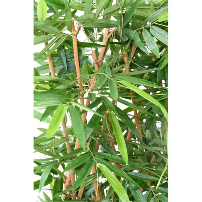 bamboo new hedge uv base 95 5