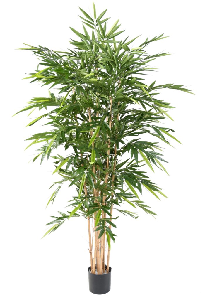 bamboo new luxury 1 scaled