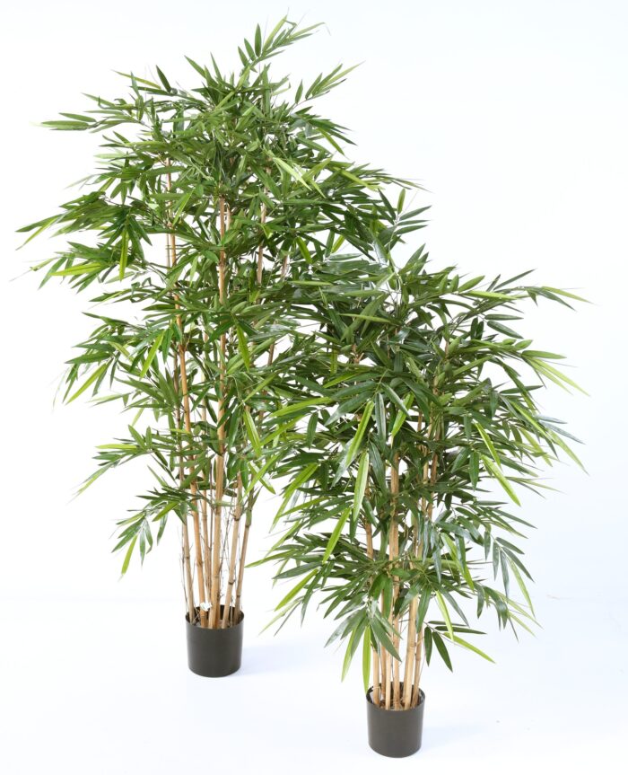 bamboo new luxury 2