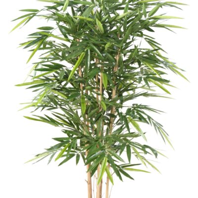 bamboo new luxury scaled