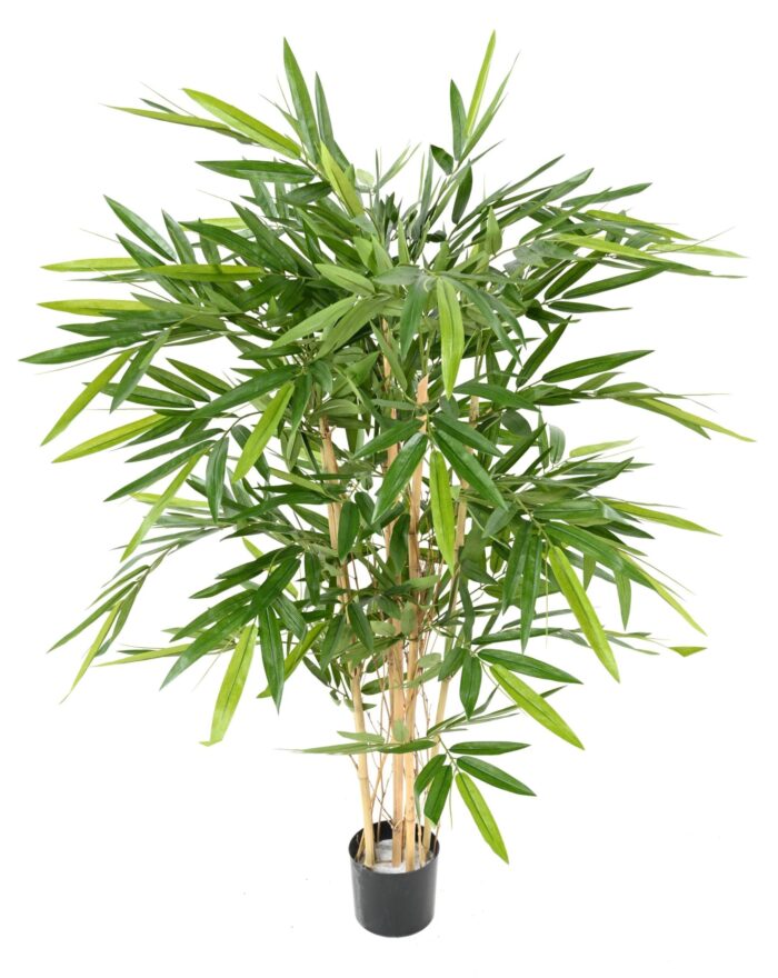 bamboo new scaled