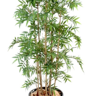 bamboo oriental 4 scaled