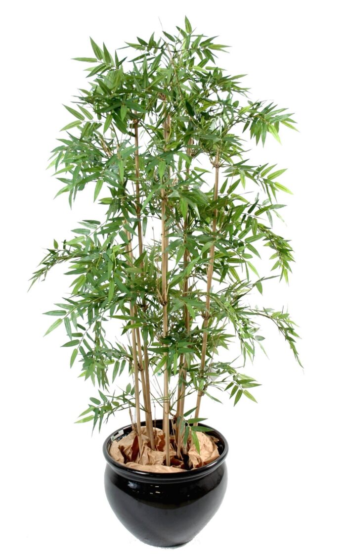 bamboo oriental 4 scaled