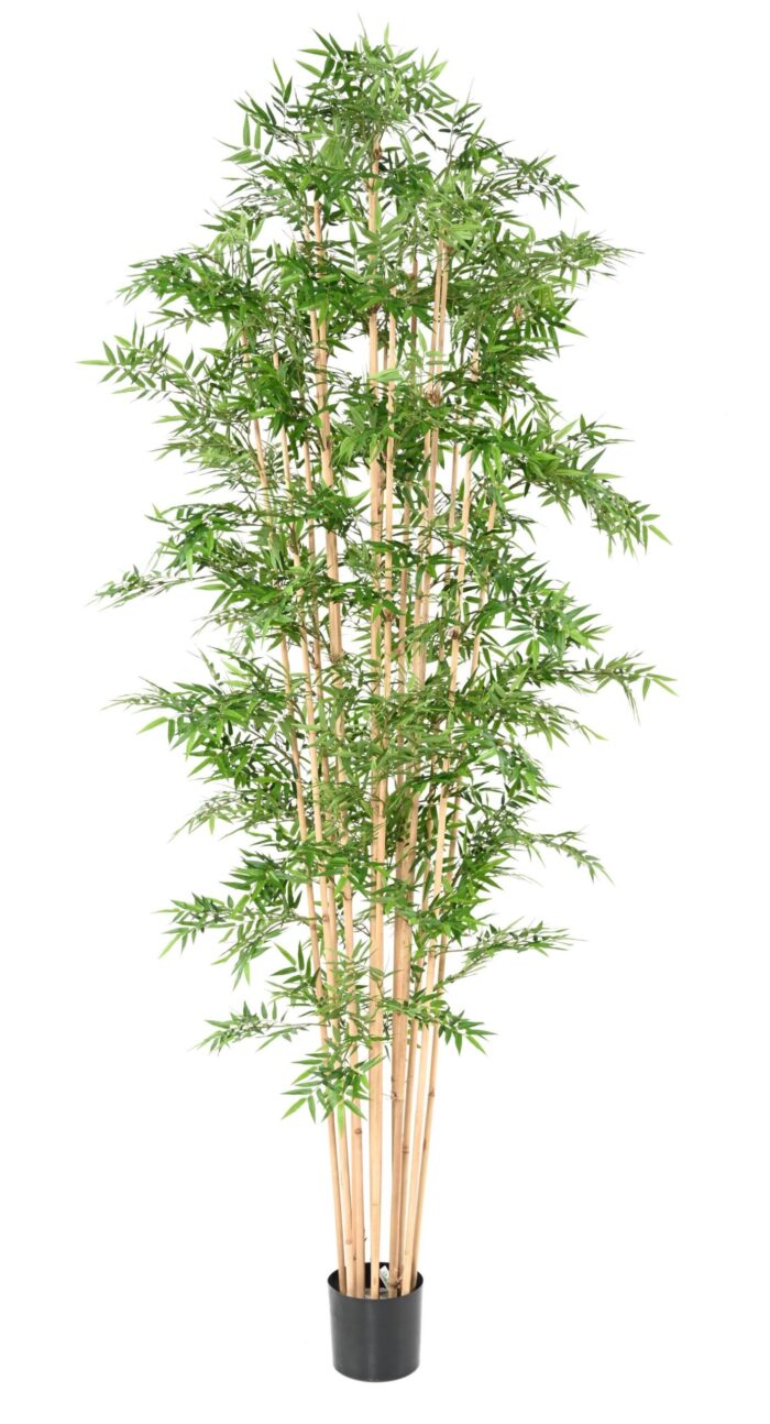 bamboo oriental 5 scaled
