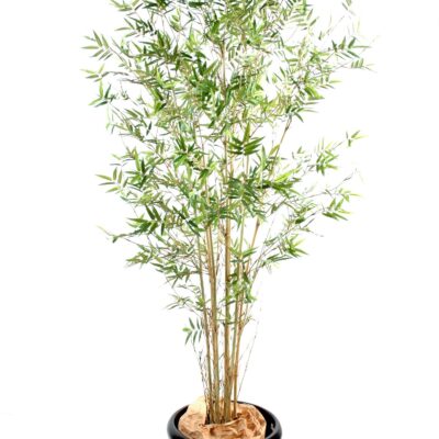 bamboo oriental new 1