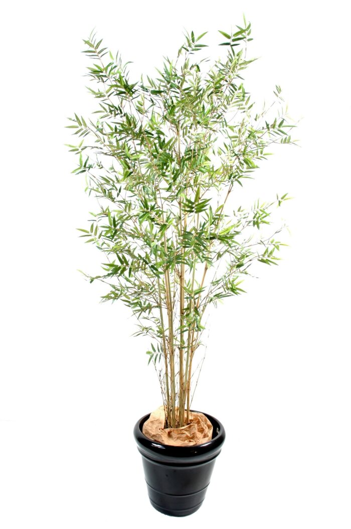 bamboo oriental new 2