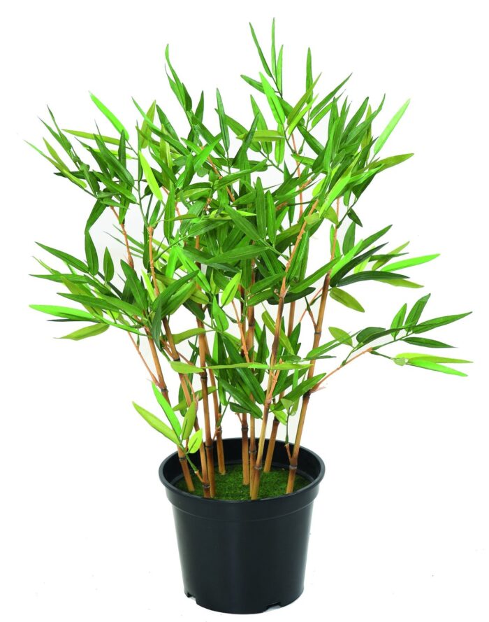bamboo tc 1