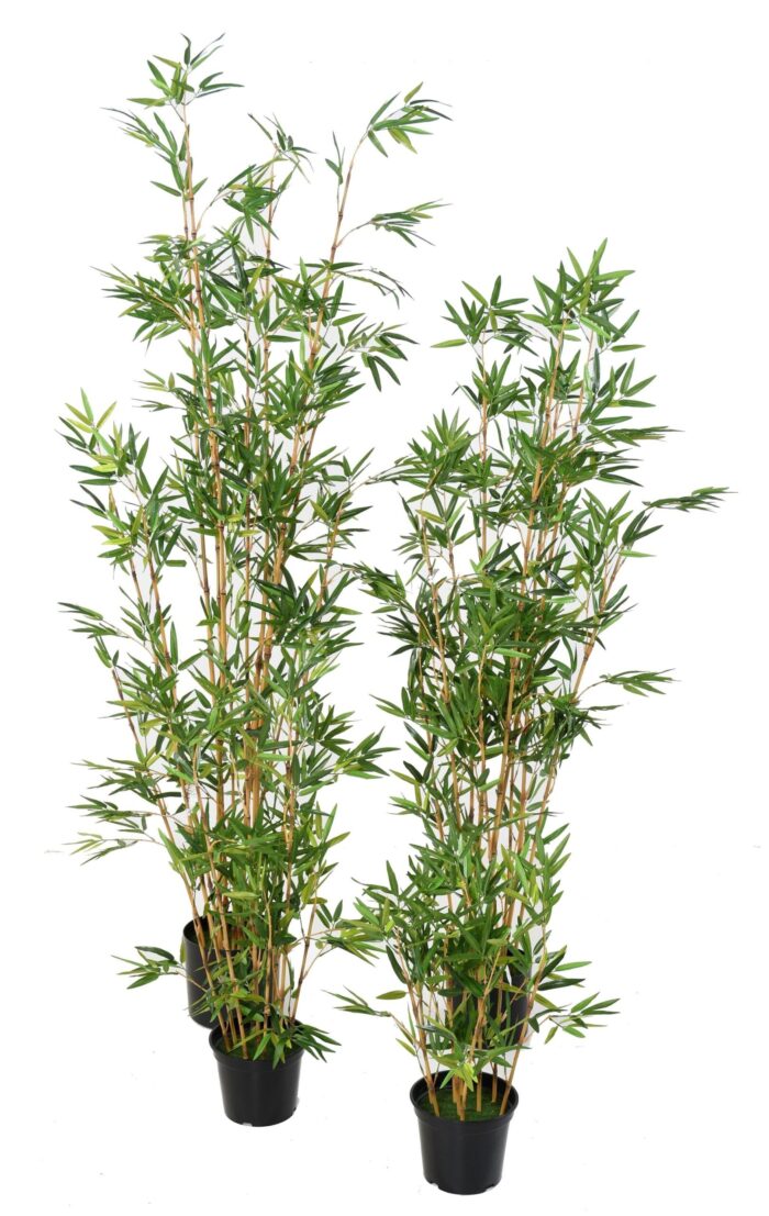 bamboo tc 2 scaled