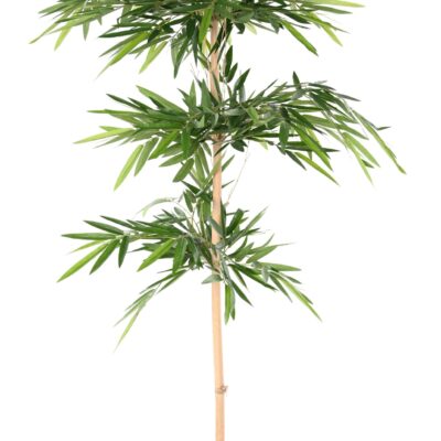 bamboo wild 1 scaled