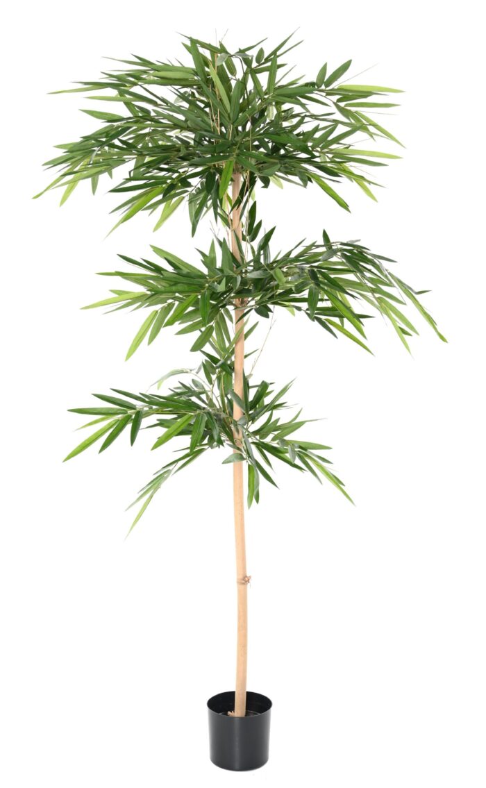 bamboo wild 1 scaled