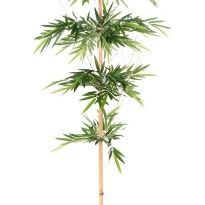 bamboo wild 2 scaled