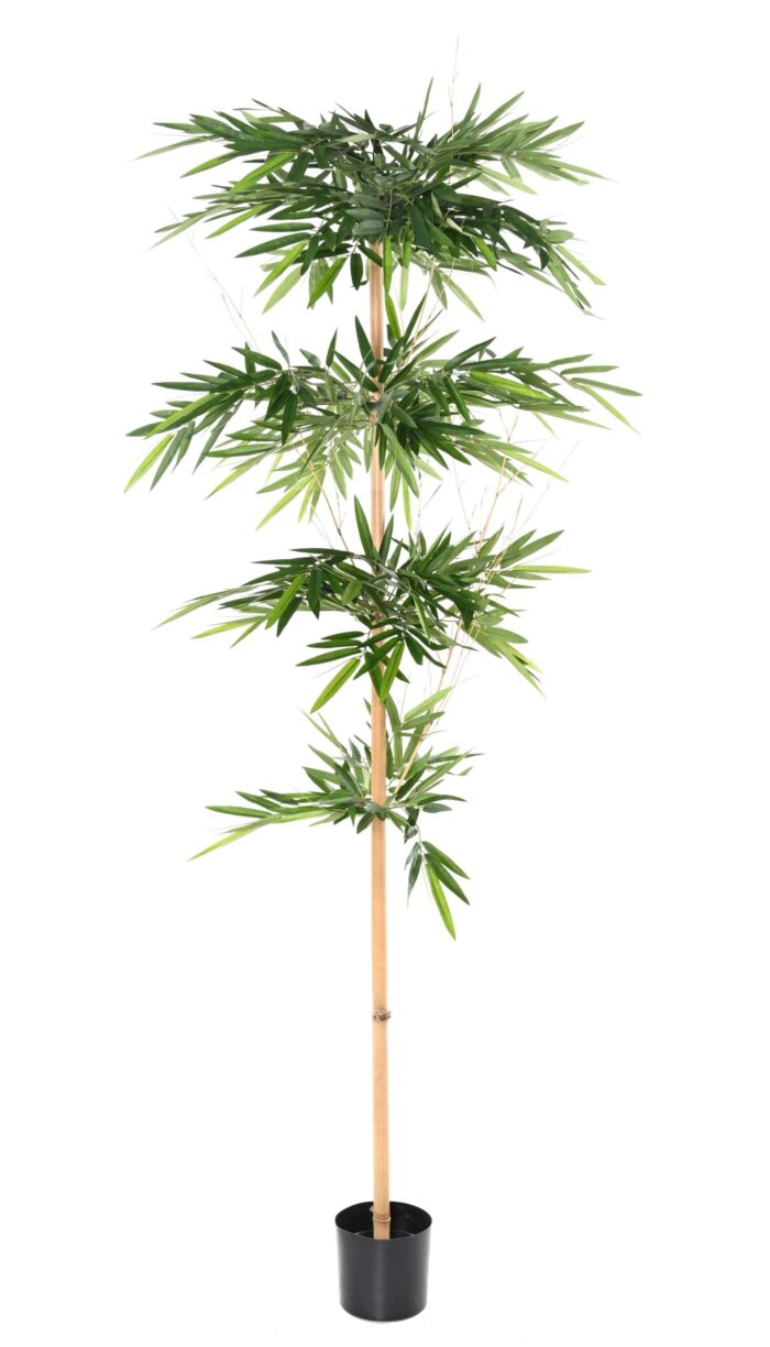 bamboo wild 2 scaled