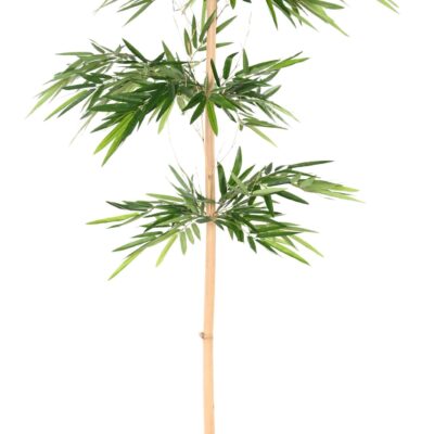 bamboo wild scaled