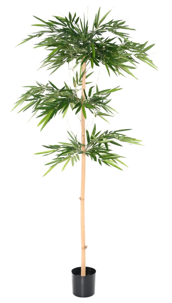 bamboo wild scaled