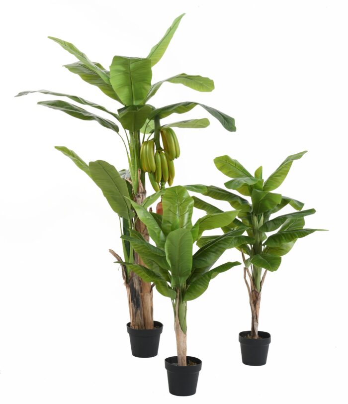 banana tree 1 1 scaled