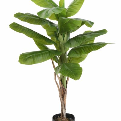 banana tree 1 2 scaled