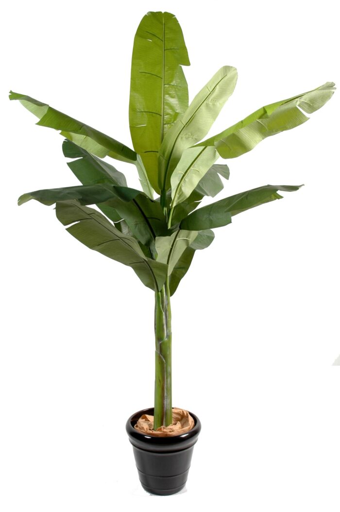 banana tree 1